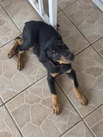 Magnus, a male Doberman Pinscher for sale in Miami, FL – Photo 2 of 3