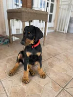 Magnus, a male Doberman Pinscher for sale in Miami, FL – Photo 3 of 3