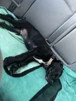 Rocky, a male American Pit Bull Terrier for sale in Anaheim, CA – 2 of 2