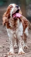 Izzy, a female English Springer Spaniel for sale in Pendleton, SC – 8 of 10