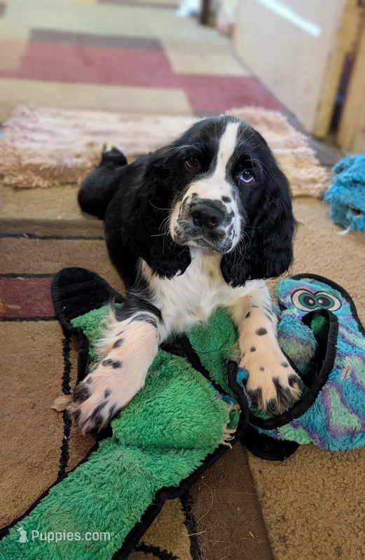 Tucker – English Springer Spaniel puppy for sale in Pendleton, SC