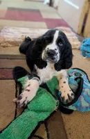 Tucker, a male English Springer Spaniel for sale in Pendleton, SC – 2 of 10