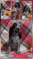 DeeDee, a female English Springer Spaniel for sale in Pendleton, SC – 3 of 10