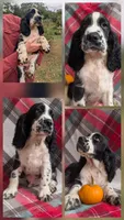 Tucker, a male English Springer Spaniel for sale in Pendleton, SC – 3 of 10