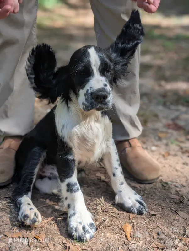 Tucker – English Springer Spaniel puppy for sale in Pendleton, SC