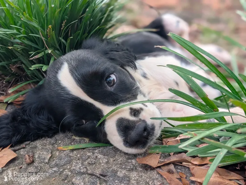 Izzy – English Springer Spaniel puppy for sale in Pendleton, SC