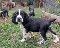 Tucker, a male English Springer Spaniel for sale in Pendleton, SC – 6 of 10