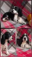 Izzy, a female English Springer Spaniel for sale in Pendleton, SC – 3 of 10