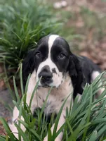 Izzy, a female English Springer Spaniel for sale in Pendleton, SC – 5 of 10