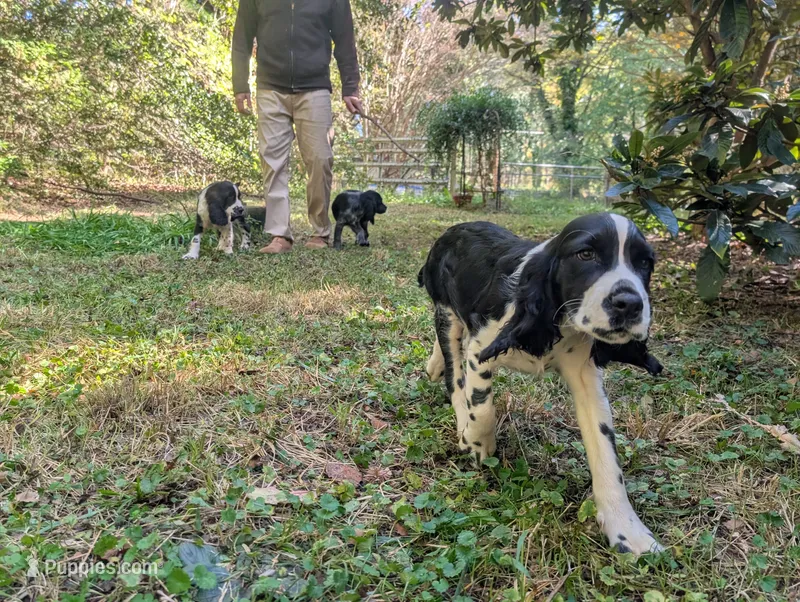 Izzy – English Springer Spaniel puppy for sale in Pendleton, SC