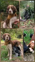 Izzy, a female English Springer Spaniel for sale in Pendleton, SC – 7 of 10