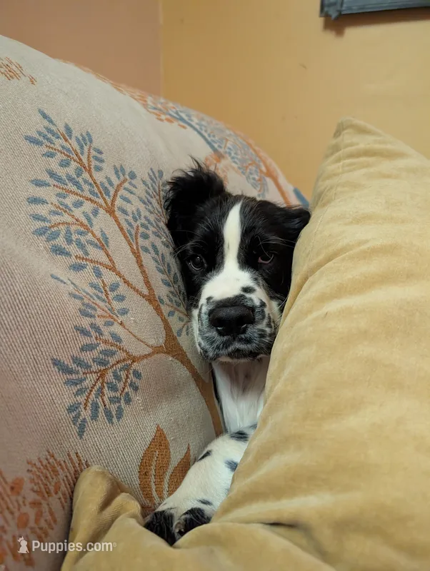Tucker – English Springer Spaniel puppy for sale in Pendleton, SC