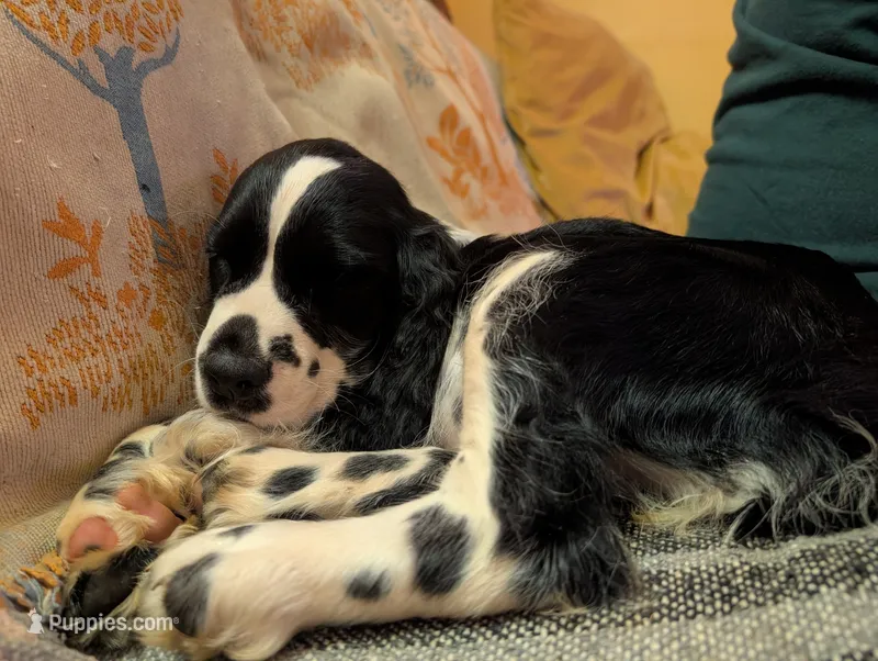 Izzy – English Springer Spaniel puppy for sale in Pendleton, SC