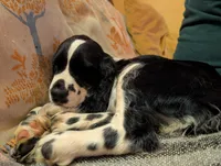 Izzy, a female English Springer Spaniel for sale in Pendleton, SC – 6 of 10