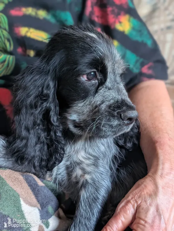 DeeDee – English Springer Spaniel puppy for sale in Pendleton, SC