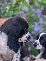 Tucker, a male English Springer Spaniel for sale in Pendleton, SC – 4 of 10