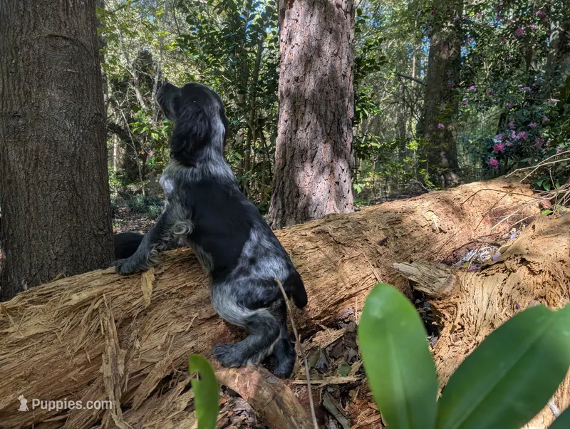 DeeDee – English Springer Spaniel puppy for sale in Pendleton, SC