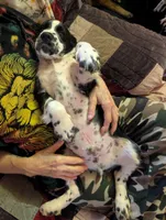 Tucker, a male English Springer Spaniel for sale in Pendleton, SC – 5 of 10