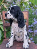 Izzy, a female English Springer Spaniel for sale in Pendleton, SC – 1 of 10