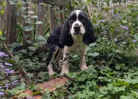 Izzy, a female English Springer Spaniel for sale in Pendleton, SC – 2 of 10