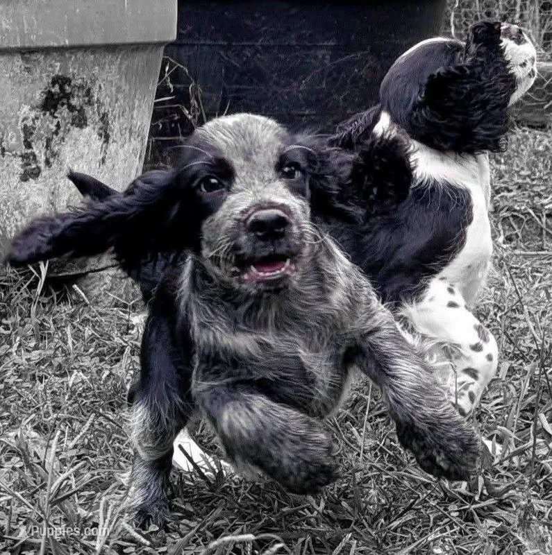 DeeDee – English Springer Spaniel puppy for sale in Pendleton, SC