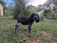 DeeDee, a female English Springer Spaniel for sale in Pendleton, SC – 6 of 10