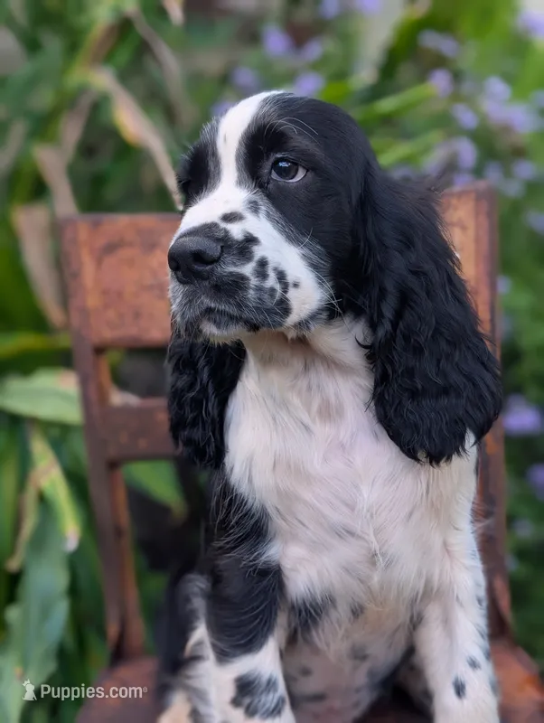 Tucker – English Springer Spaniel puppy for sale in Pendleton, SC