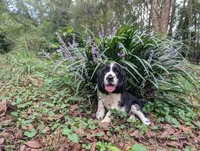 Izzy, a female English Springer Spaniel for sale in Pendleton, SC – 4 of 10