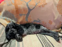 DeeDee, a female English Springer Spaniel for sale in Pendleton, SC – 5 of 10