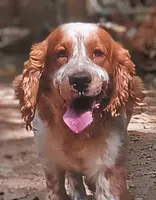 Izzy, a female English Springer Spaniel for sale in Pendleton, SC – 9 of 10