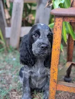 DeeDee, a female English Springer Spaniel for sale in Pendleton, SC – 2 of 10