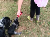 DeeDee, a female English Springer Spaniel for sale in Pendleton, SC – 4 of 10