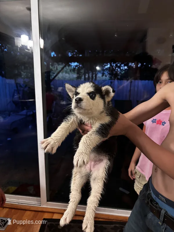 Noha – Siberian Husky puppy for sale in Santa Rosa, CA