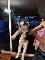 Noha, a male Siberian Husky for sale in Santa Rosa, CA – 1 of 1