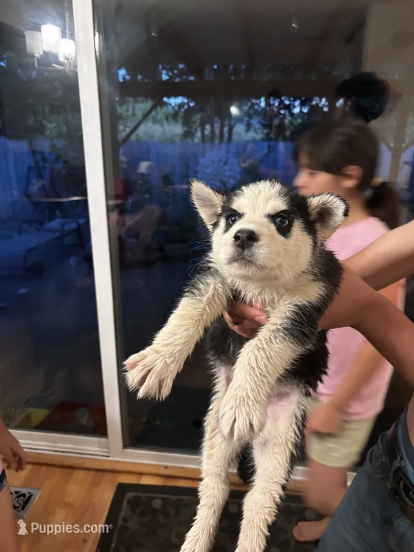 Moonlight – Siberian Husky puppy for sale in Santa Rosa, CA