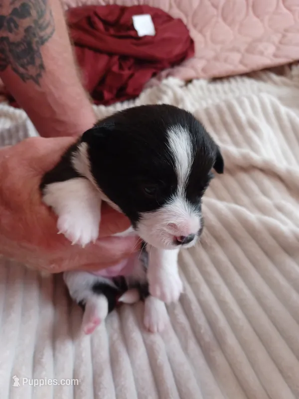 Molly – Pembroke Welsh Corgi puppy for sale in Richmond, VA