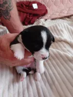 Molly, a female Pembroke Welsh Corgi for sale in Richmond, VA – 1 of 2