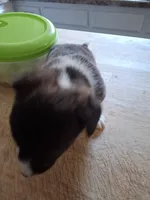 Nosie, a female Pembroke Welsh Corgi for sale in Richmond, VA – 1 of 2