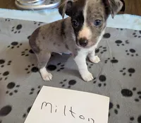 Milton, a male Rat Terrier for sale in Gainesville, FL – Photo 2 of 5