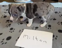 Milton, a male Rat Terrier for sale in Gainesville, FL – Photo 3 of 5