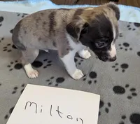 Milton, a male Rat Terrier for sale in Gainesville, FL – Photo 4 of 5