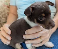 Lucky, a male Rat Terrier for sale in Gainesville, FL – Photo 2 of 7