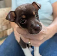 Lucky, a male Rat Terrier for sale in Gainesville, FL – Photo 1 of 7