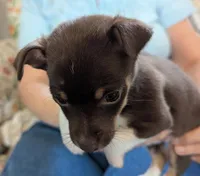 Lucky, a male Rat Terrier for sale in Gainesville, FL – Photo 6 of 7