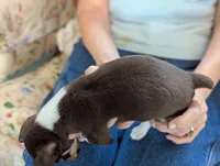 Lucky, a male Rat Terrier for sale in Gainesville, FL – Photo 7 of 7