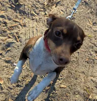 Sally Mae, a female Rat Terrier for sale in Gainesville, FL – Photo 5 of 7