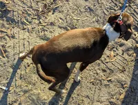 Sally Mae, a female Rat Terrier for sale in Gainesville, FL – Photo 7 of 7