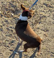 Sally Mae, a female Rat Terrier for sale in Gainesville, FL – Photo 3 of 7
