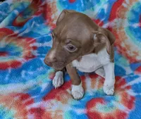 Bunny, a female Rat Terrier for sale in Gainesville, FL – Photo 3 of 6