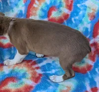 Bunny, a female Rat Terrier for sale in Gainesville, FL – Photo 2 of 6